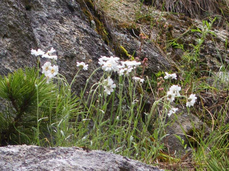 Achillea ageratifolia subsp. aizoon