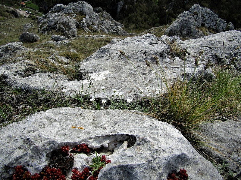 Achillea ageratifolia subsp. serbica
