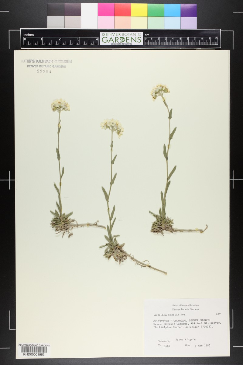 Achillea ageratifolia subsp. serbica photo 2