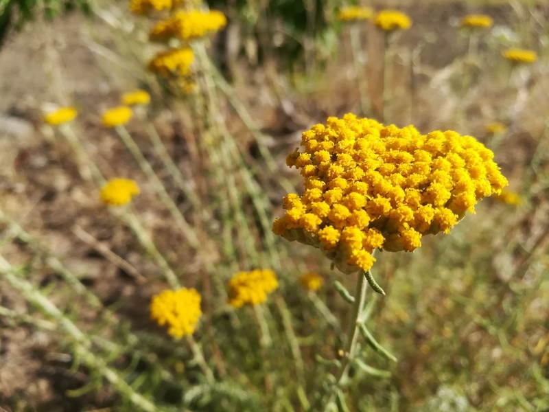 Achillea aleppica