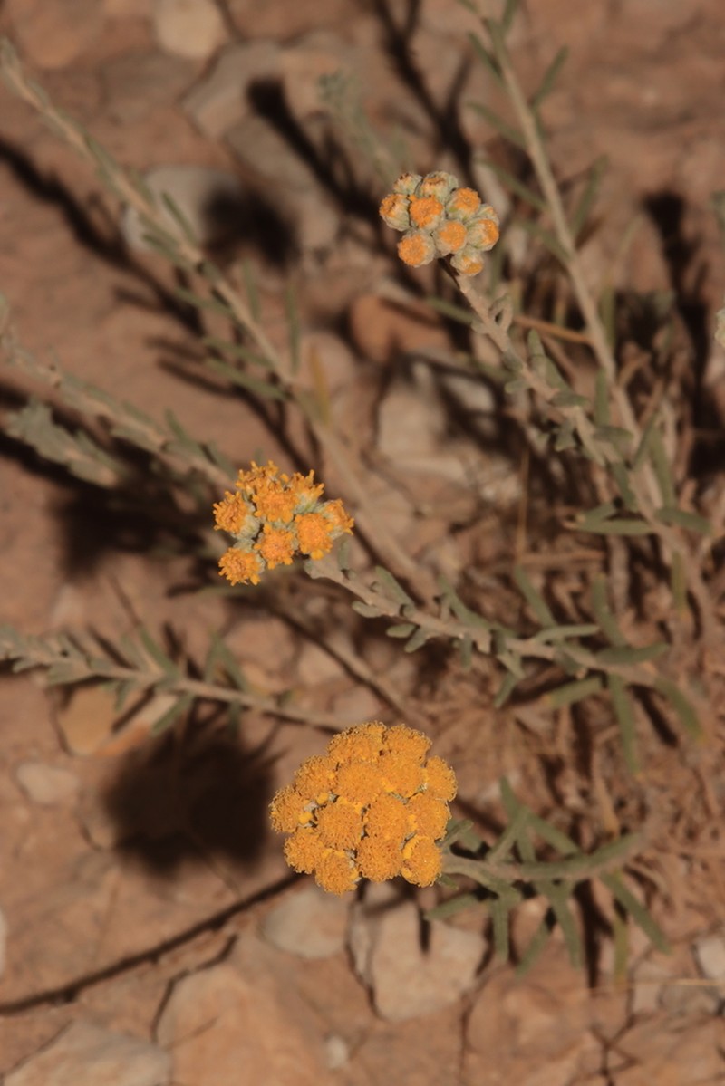 Achillea aleppica photo 2