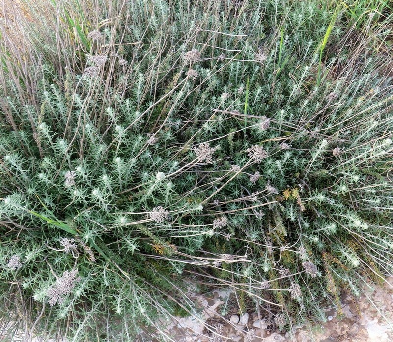 Achillea aleppica photo 4