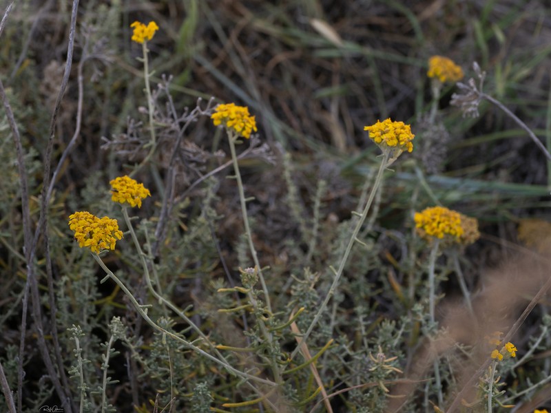 Achillea aleppica photo 5