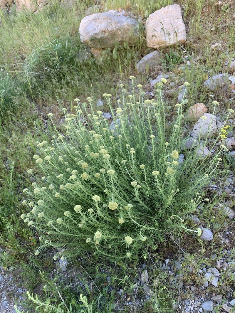 Achillea aleppica photo 6