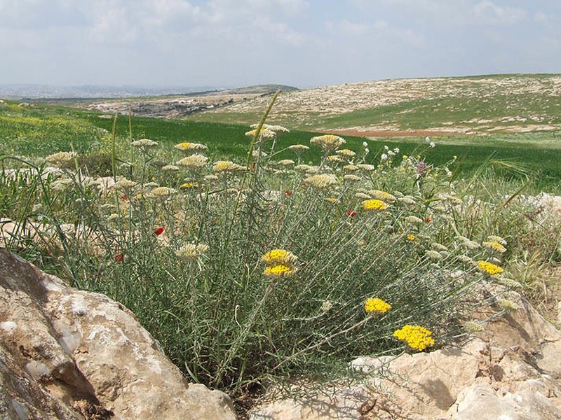 Achillea aleppica photo 7