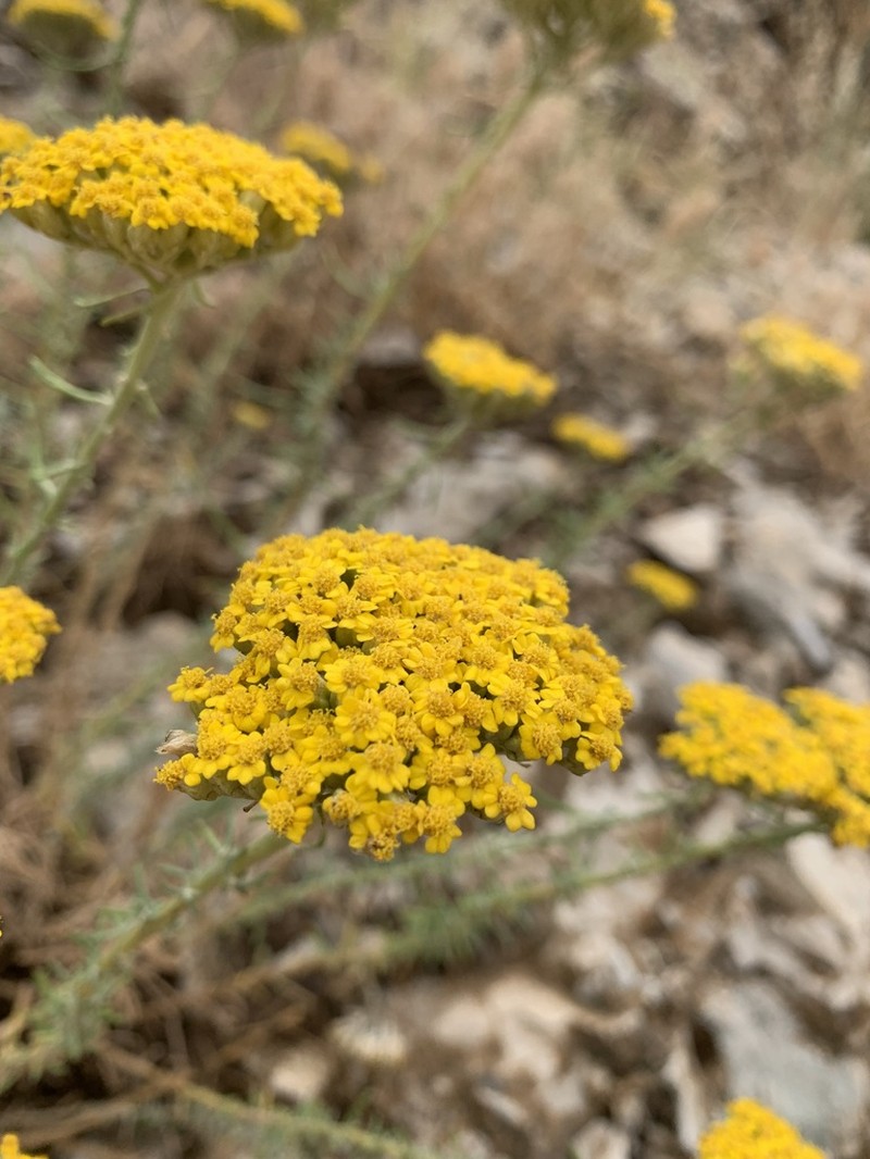 Achillea aleppica photo 8