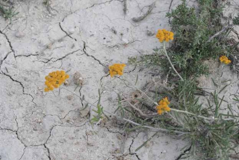 Achillea aleppica subsp. altinozlui