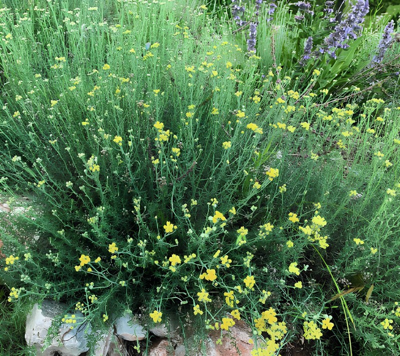Achillea alimeana