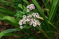 Chinese Yarrow