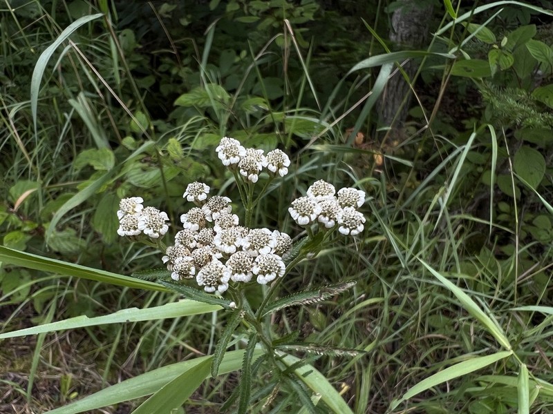 Chinese Yarrow photo 2