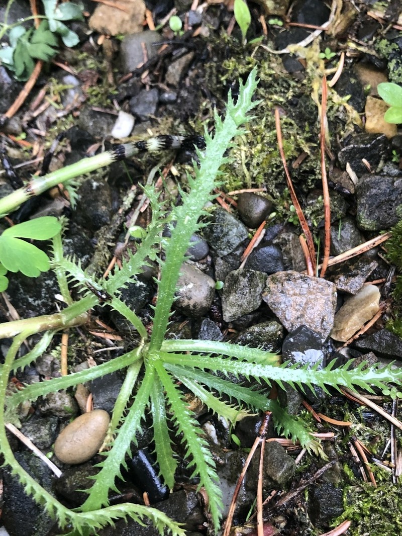 Chinese Yarrow photo 3