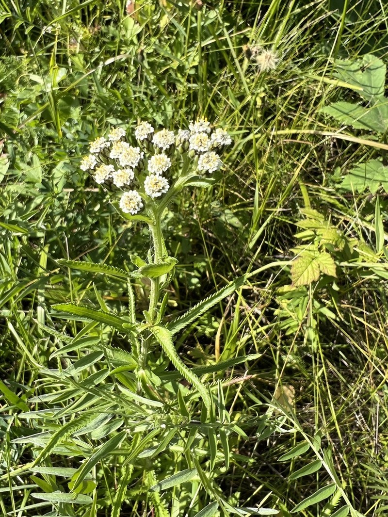 Chinese Yarrow photo 5