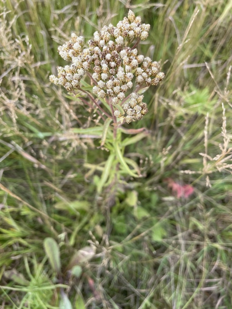 Chinese Yarrow photo 6