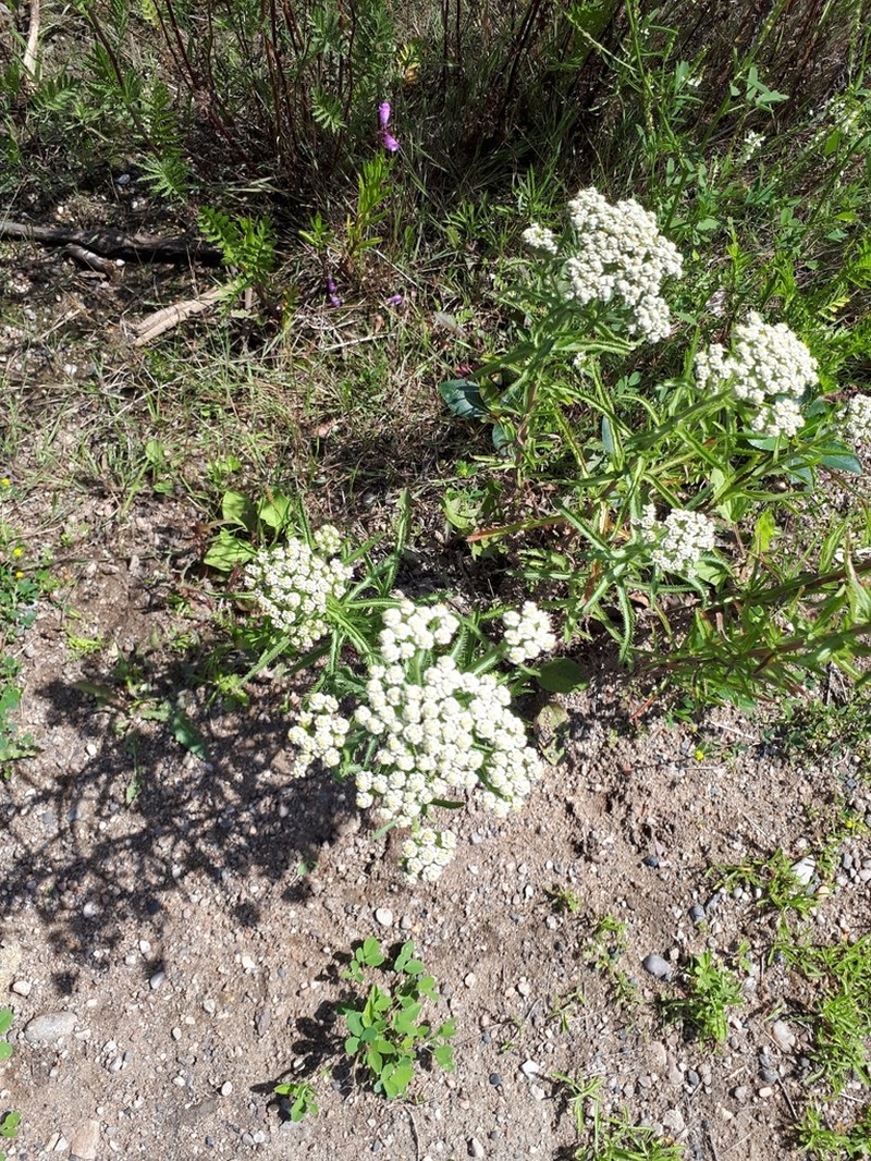 Chinese Yarrow photo 7