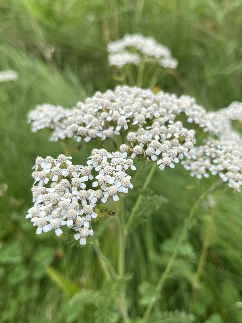 Siberian Yarrow