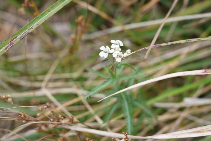 Siberian Yarrow photo 2