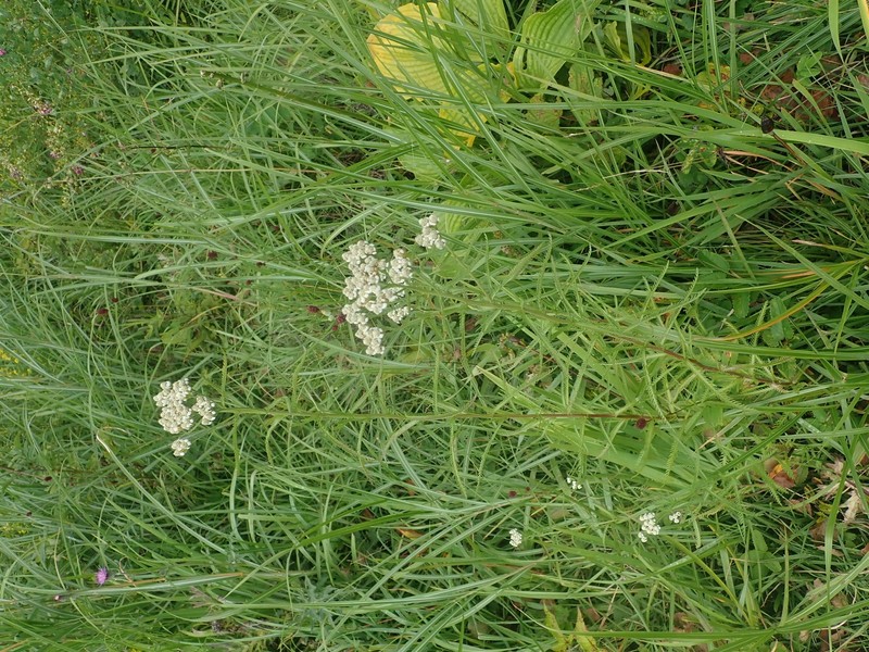 Siberian Yarrow photo 3