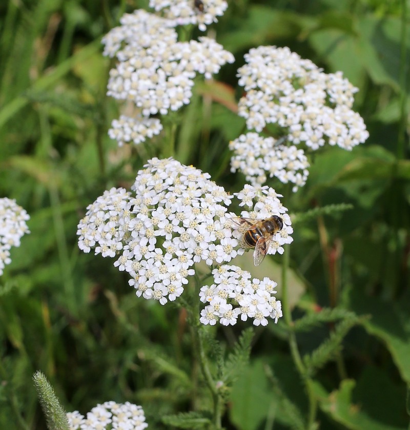 Siberian Yarrow photo 4