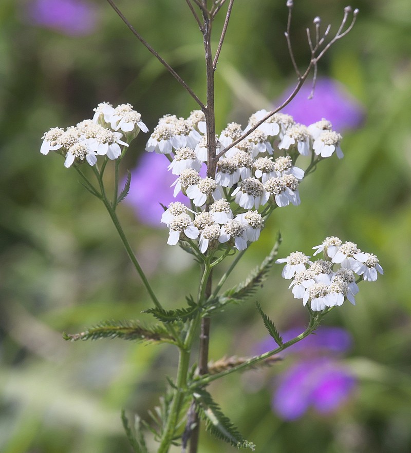 Siberian Yarrow photo 5
