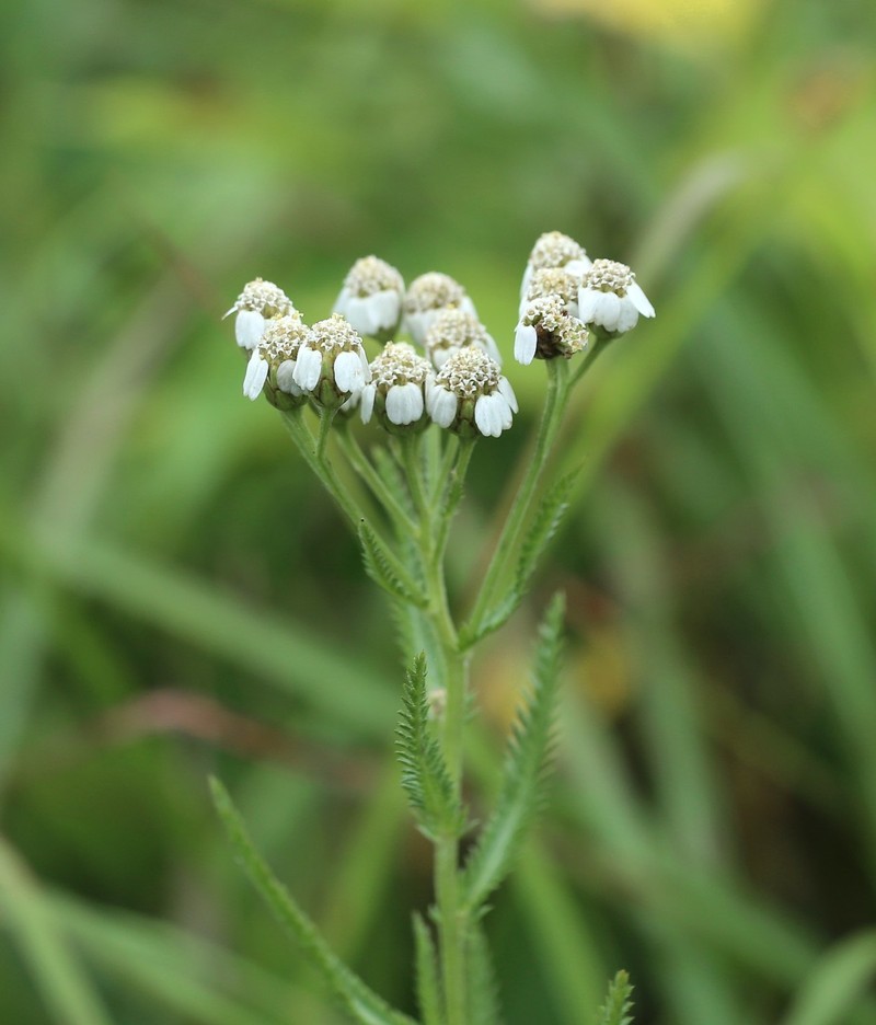 Siberian Yarrow photo 6