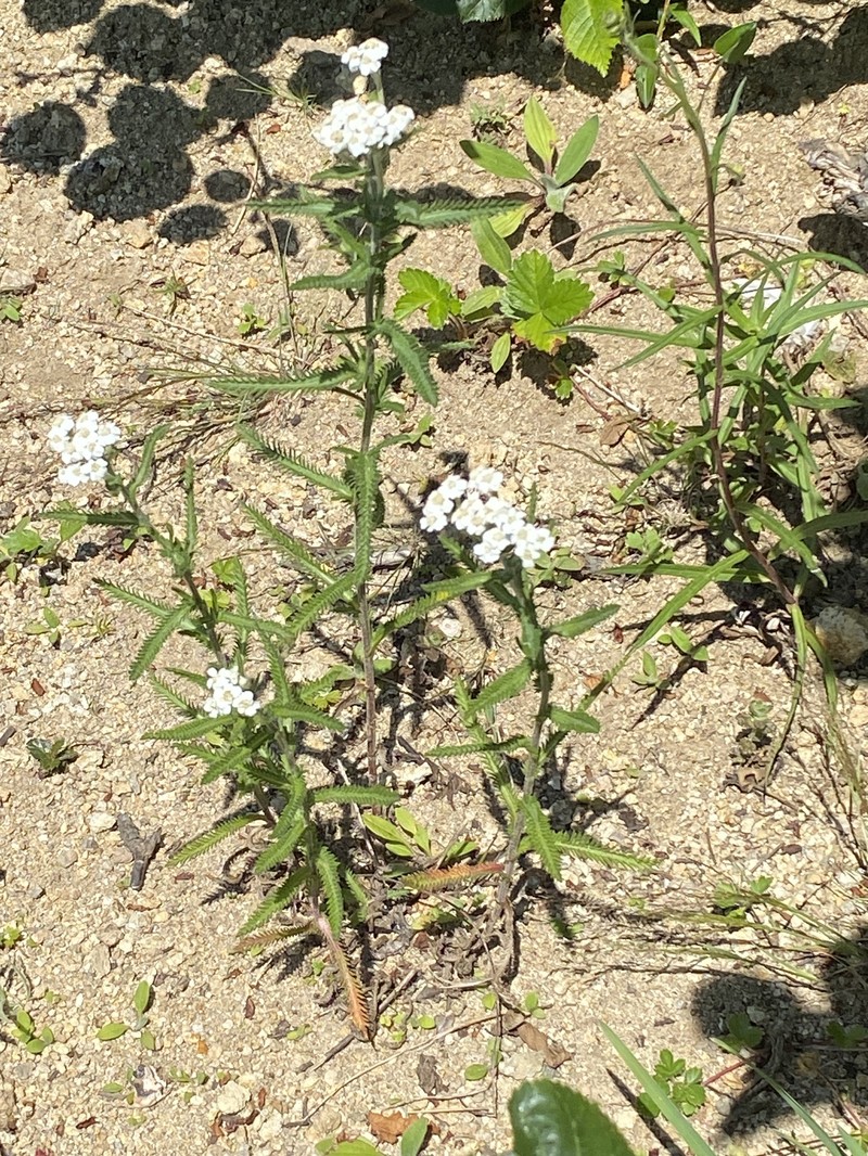 Achillea alpina subsp. camtschatica