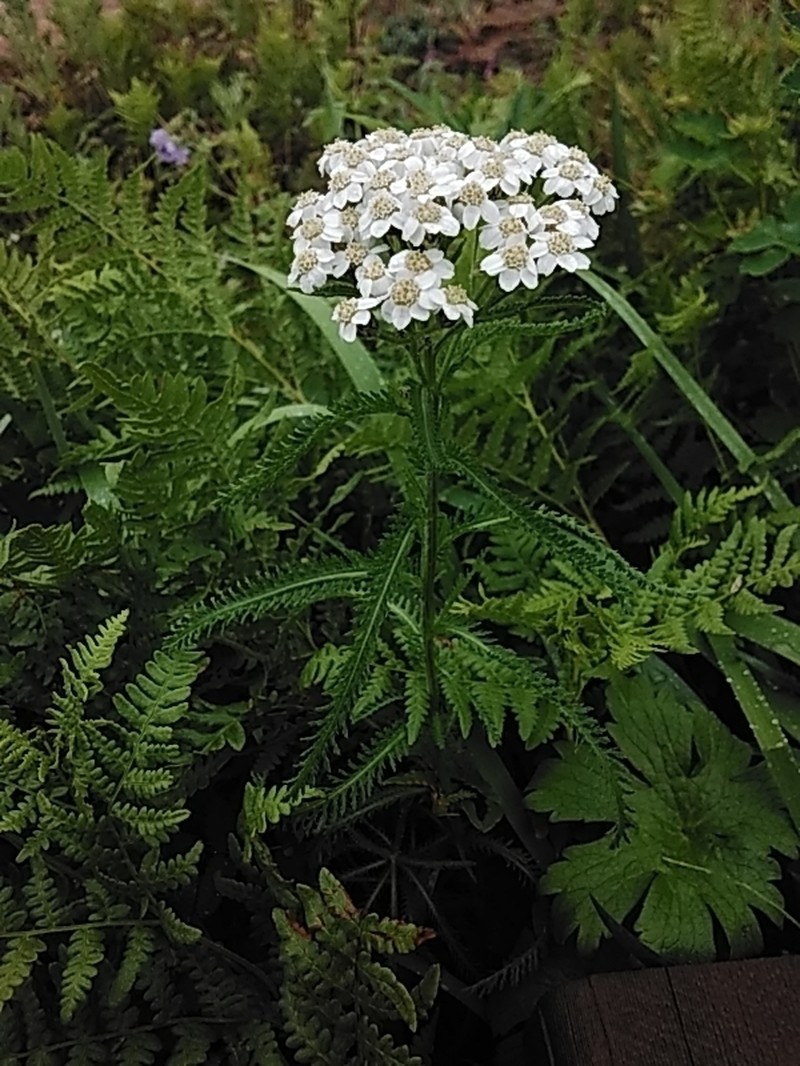 Achillea alpina subsp. camtschatica photo 2
