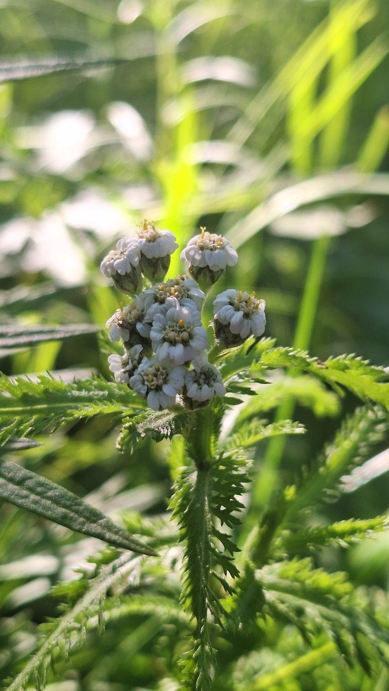 Achillea alpina subsp. camtschatica photo 3