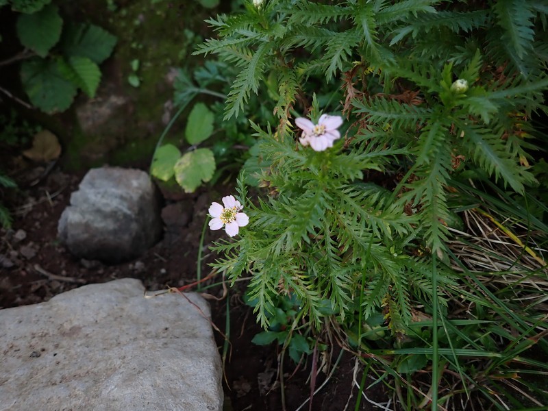 Achillea alpina subsp. camtschatica photo 4