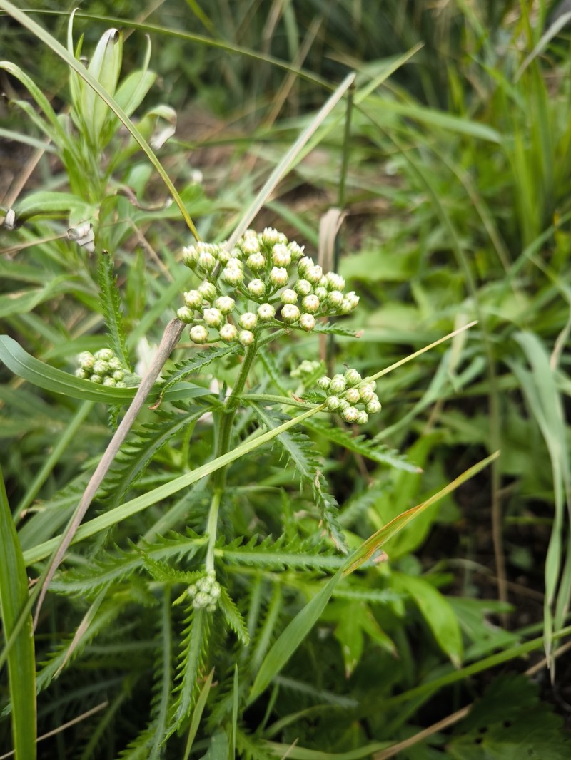 Achillea alpina subsp. japonica