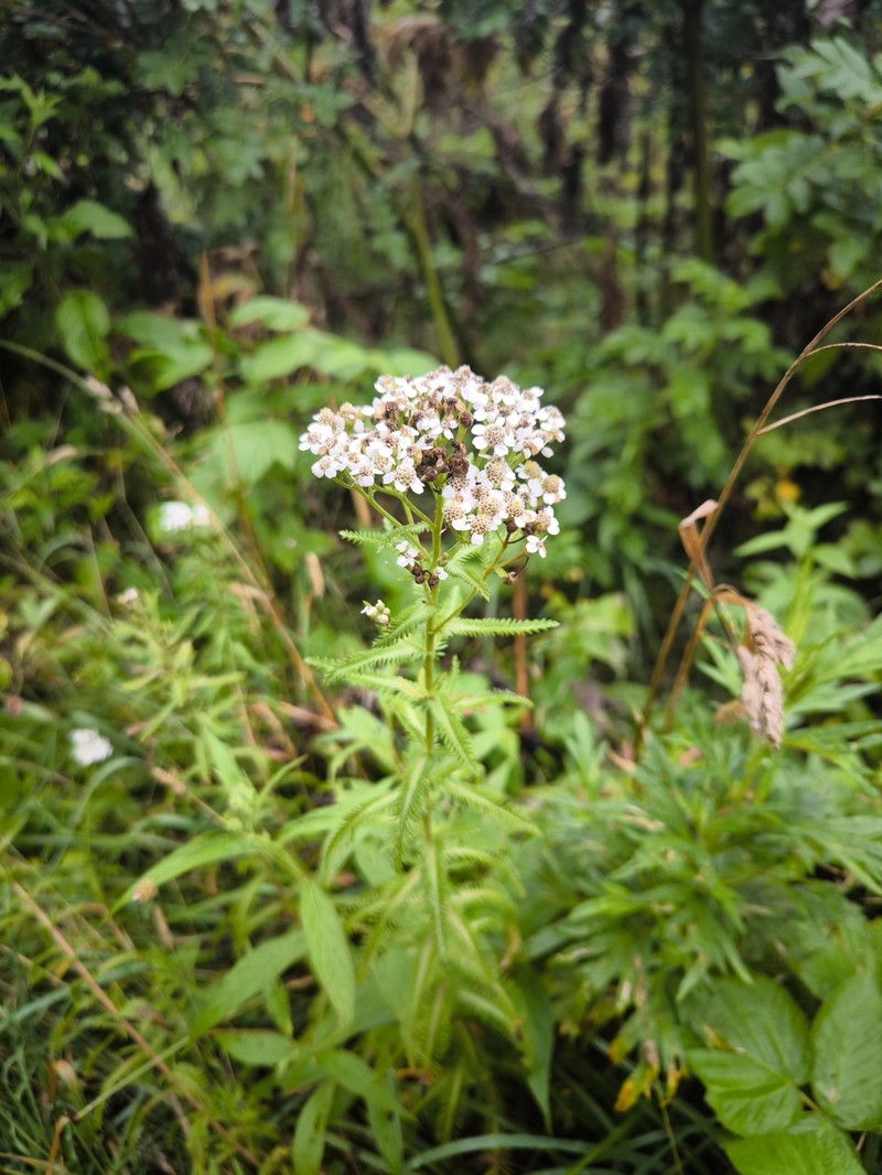 Achillea alpina subsp. japonica photo 2
