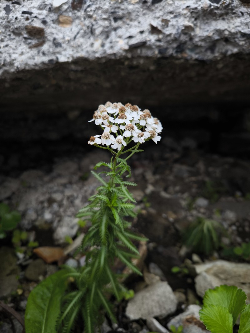 Achillea alpina subsp. japonica photo 3