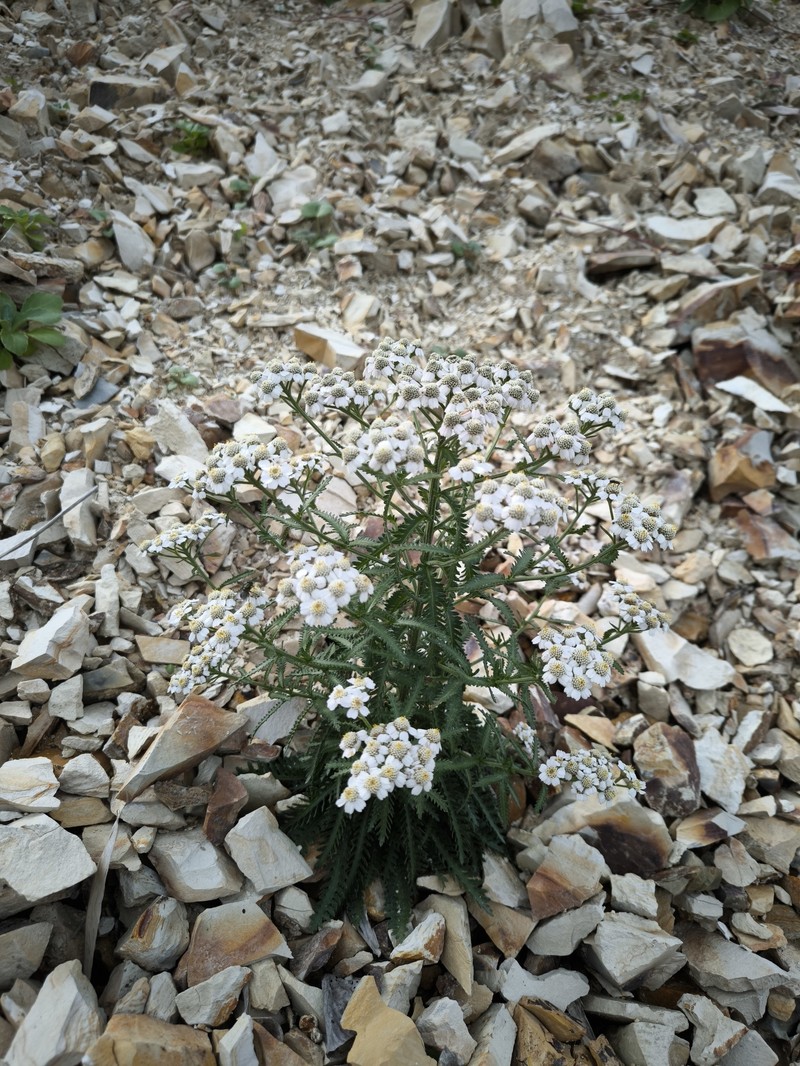 Achillea alpina subsp. japonica photo 4