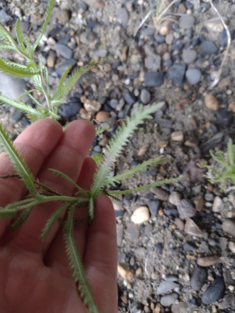 Achillea alpina subsp. multiflora