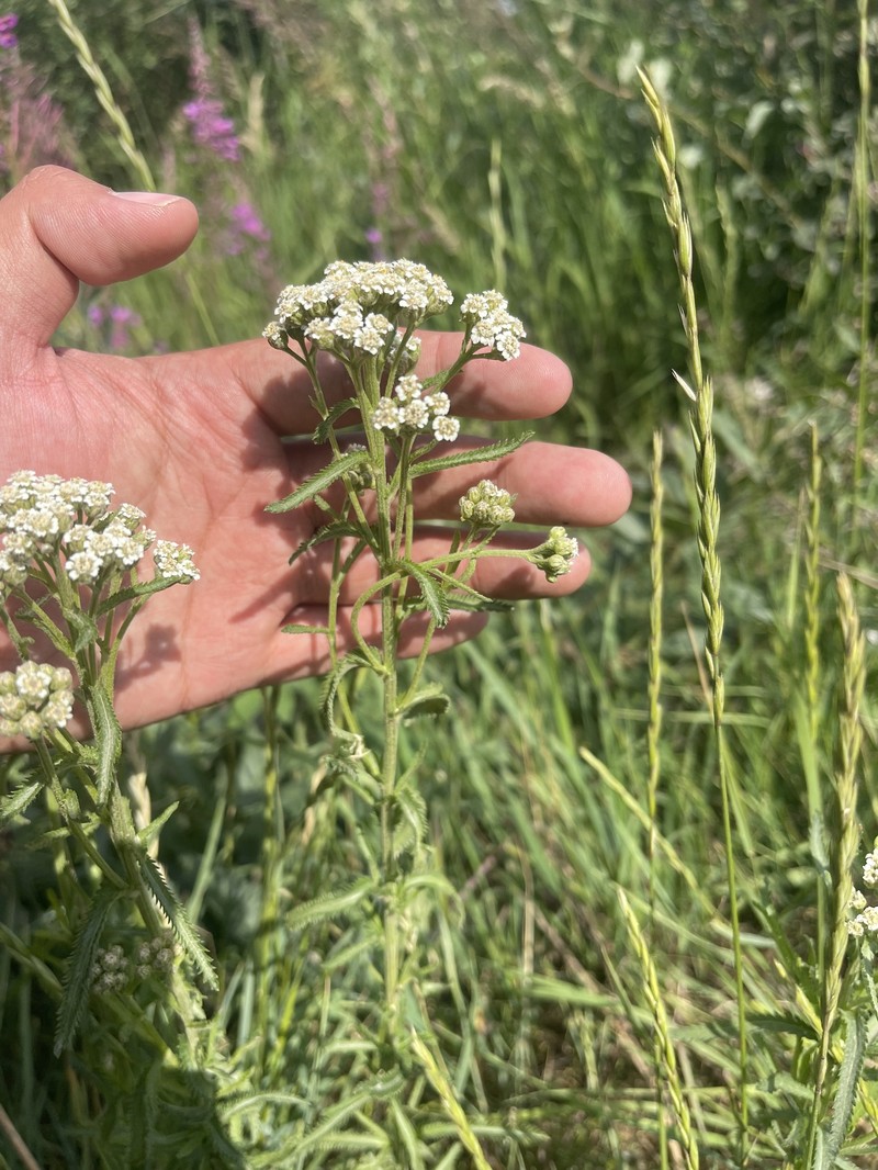 Achillea alpina subsp. multiflora photo 2