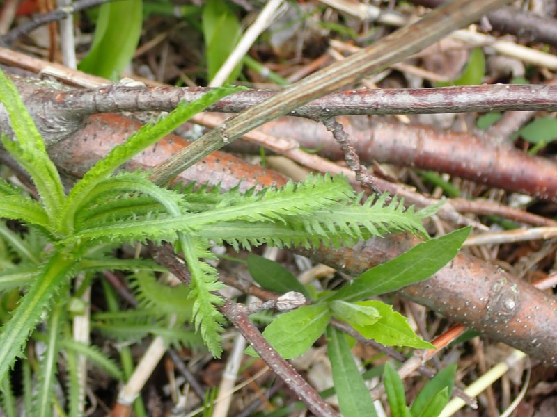 Achillea alpina subsp. multiflora photo 3
