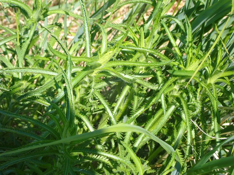 Achillea alpina subsp. multiflora photo 4