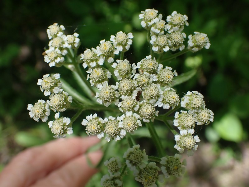 Achillea alpina subsp. multiflora photo 6