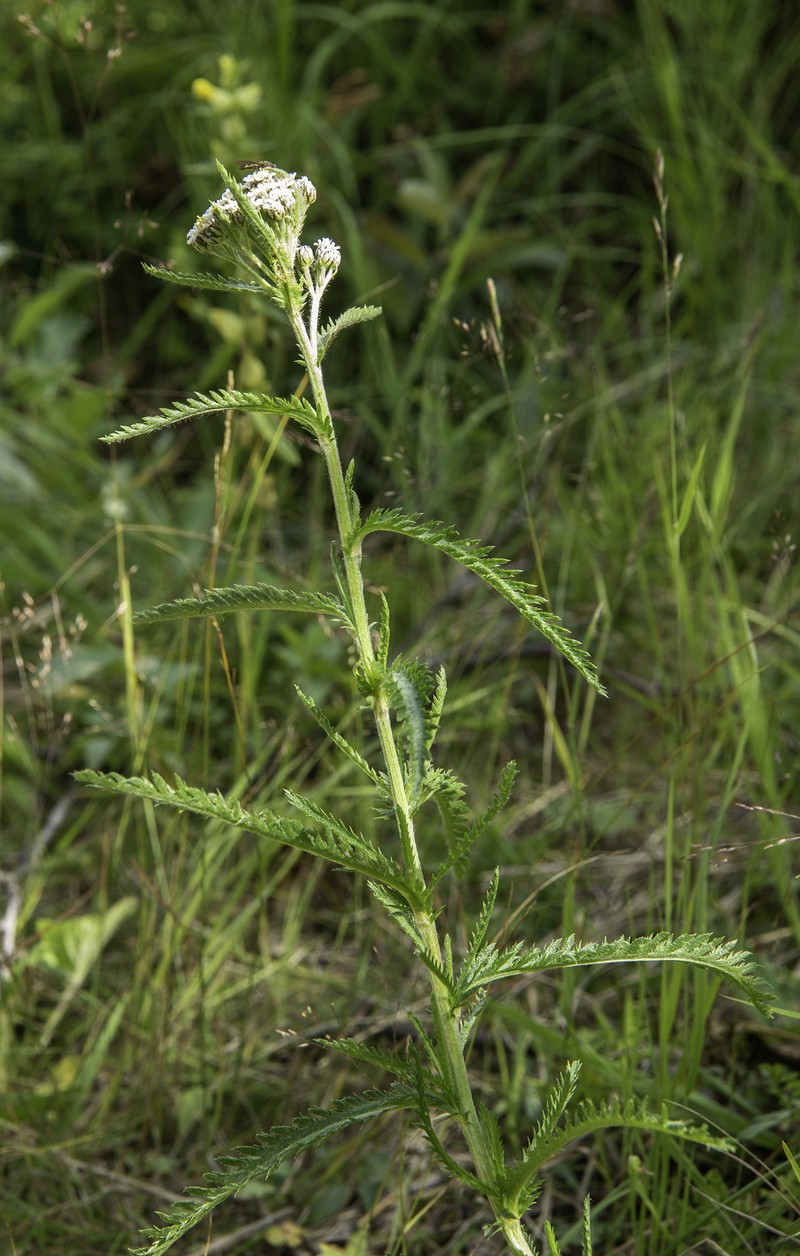 Achillea alpina subsp. multiflora photo 7