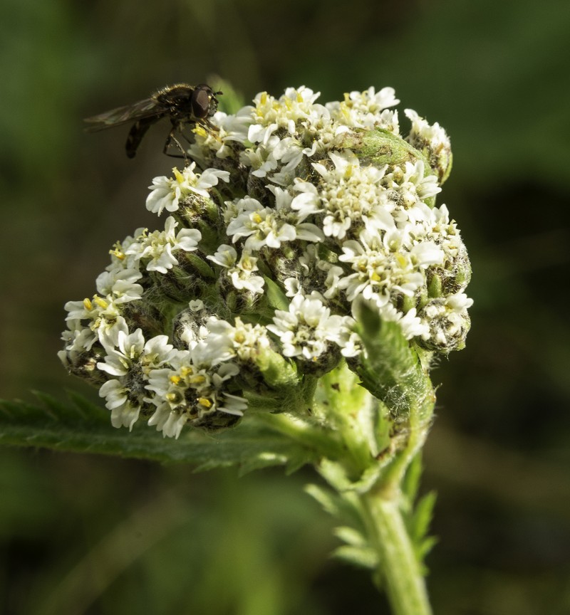 Achillea alpina subsp. multiflora photo 8