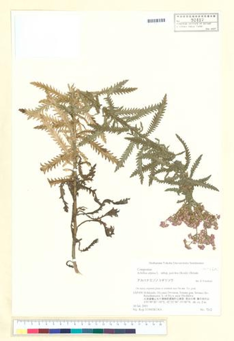 Achillea alpina subsp. pulchra