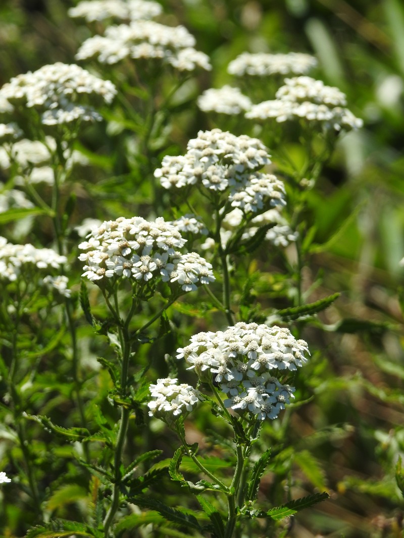Achillea alpina subsp. subcartilaginea