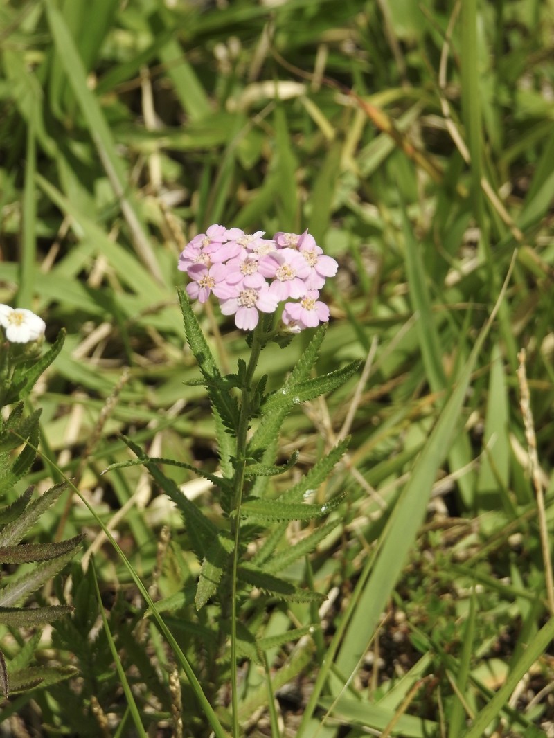 Achillea alpina subsp. subcartilaginea photo 2
