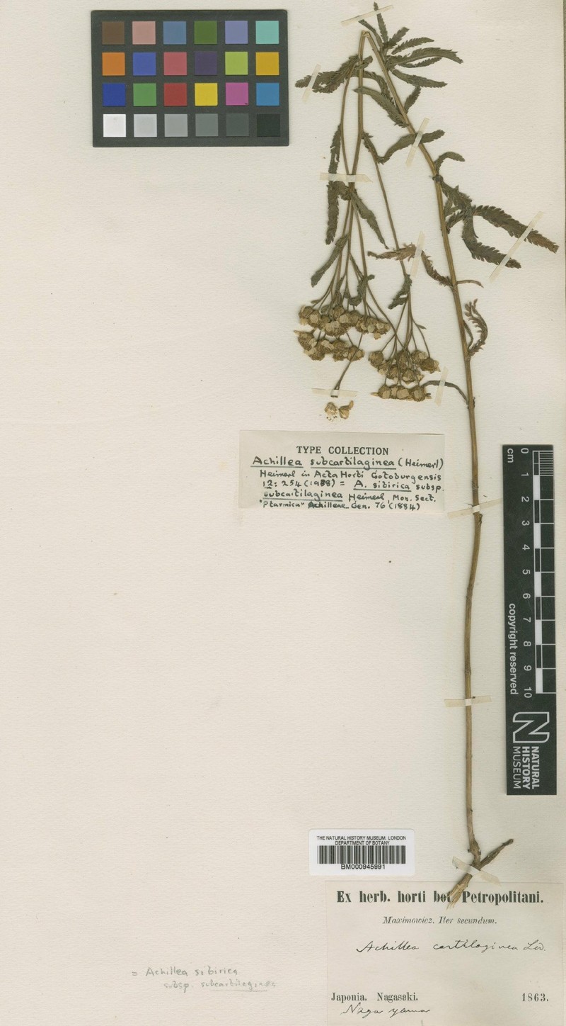 Achillea alpina subsp. subcartilaginea photo 3
