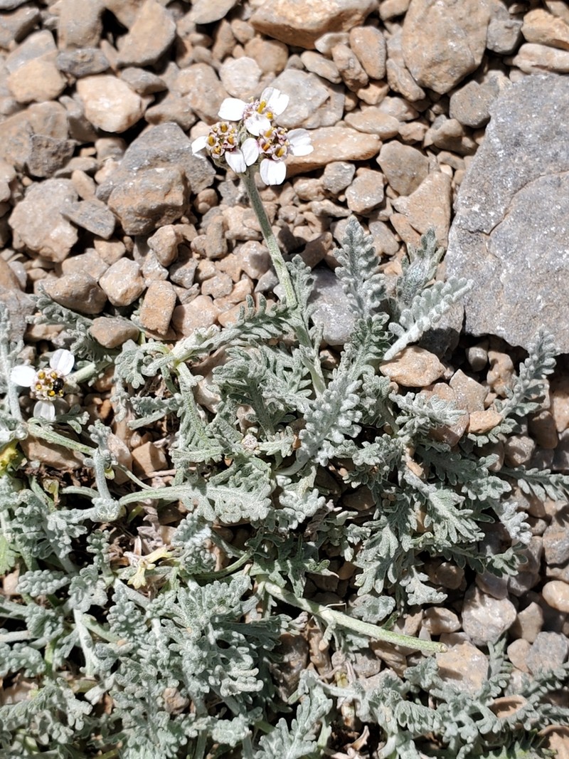 Achillea ambrosiaca photo 2