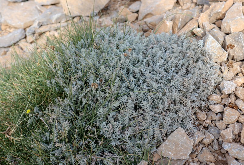 Achillea ambrosiaca photo 5