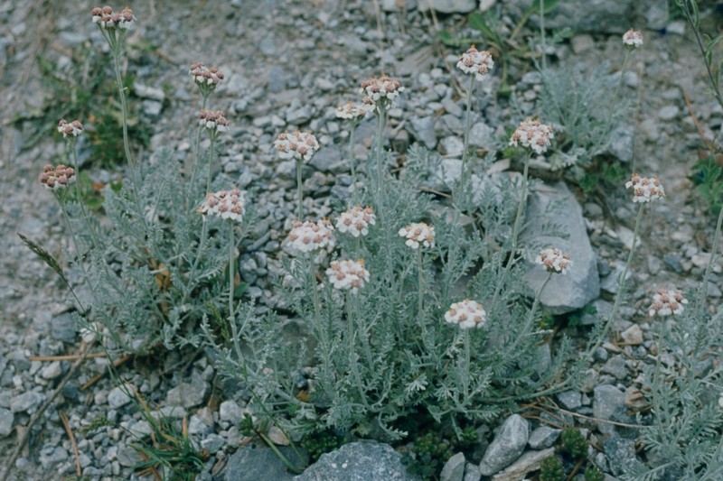 Achillea ambrosiaca photo 6