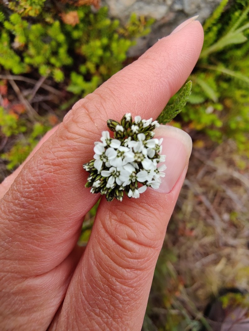 Achillea apiculata