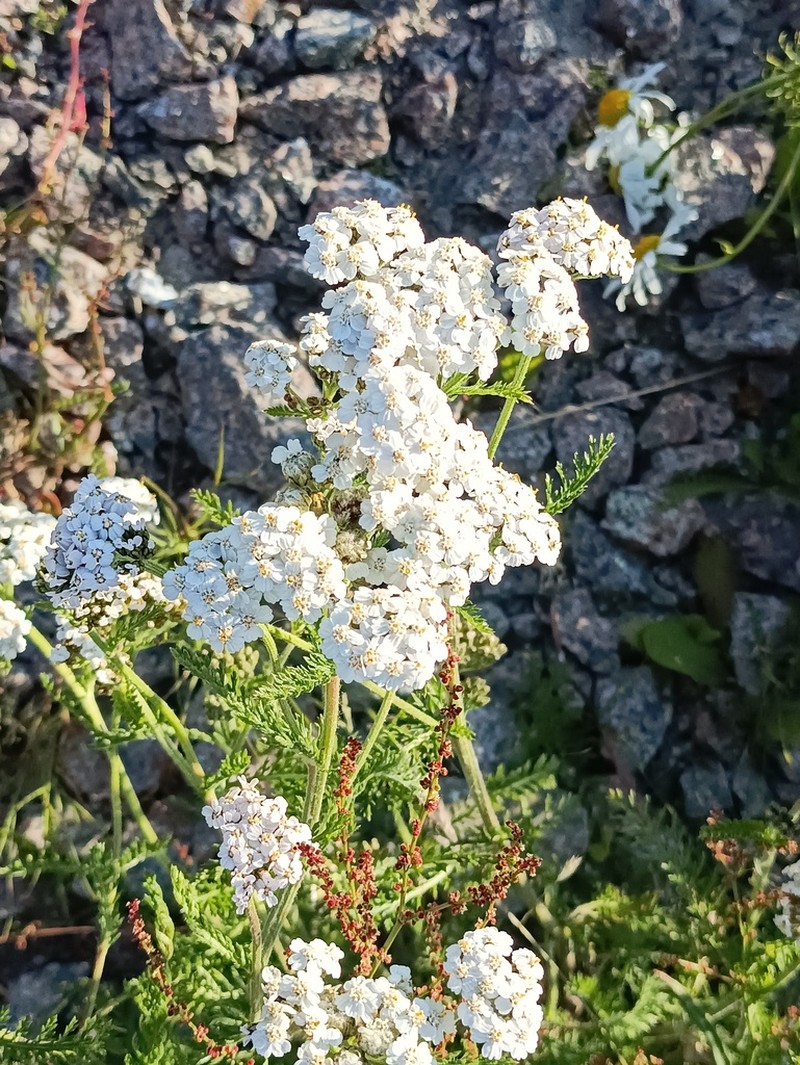 Achillea apiculata photo 2