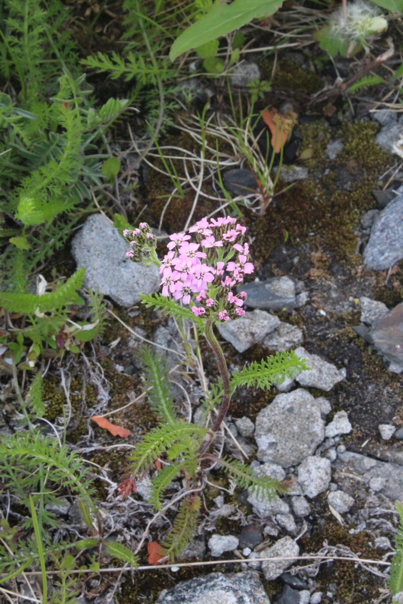 Achillea apiculata photo 3