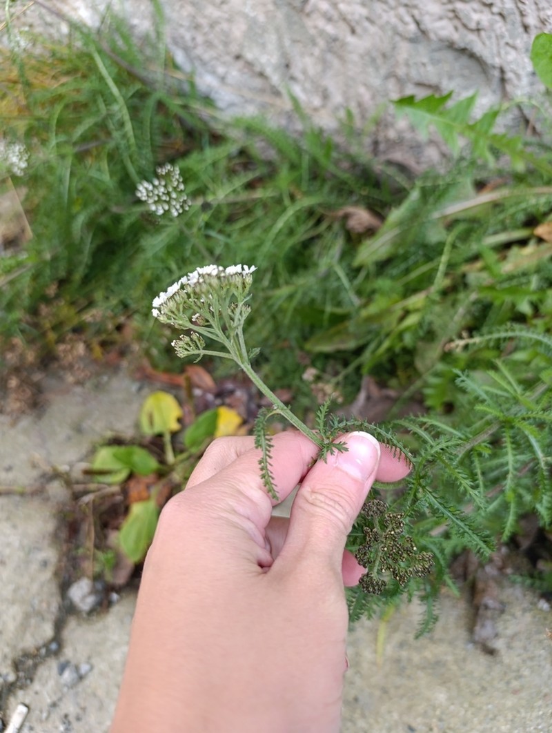 Achillea apiculata photo 4